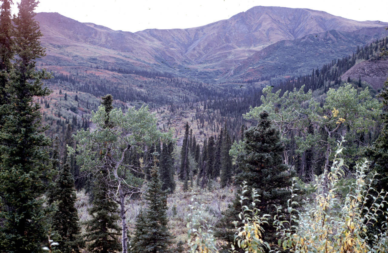 72-09-01, 080, Permafrost Forest, Mt McKinley Park, Alaska