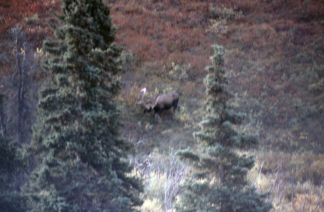 72-09-01, 083, Moose, Mt McKinley Park, Alaska