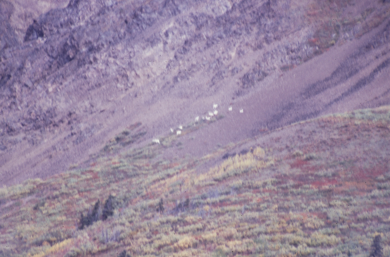 72-09-01, 084, Mt Goats, Mt McKinley Park, Alaska