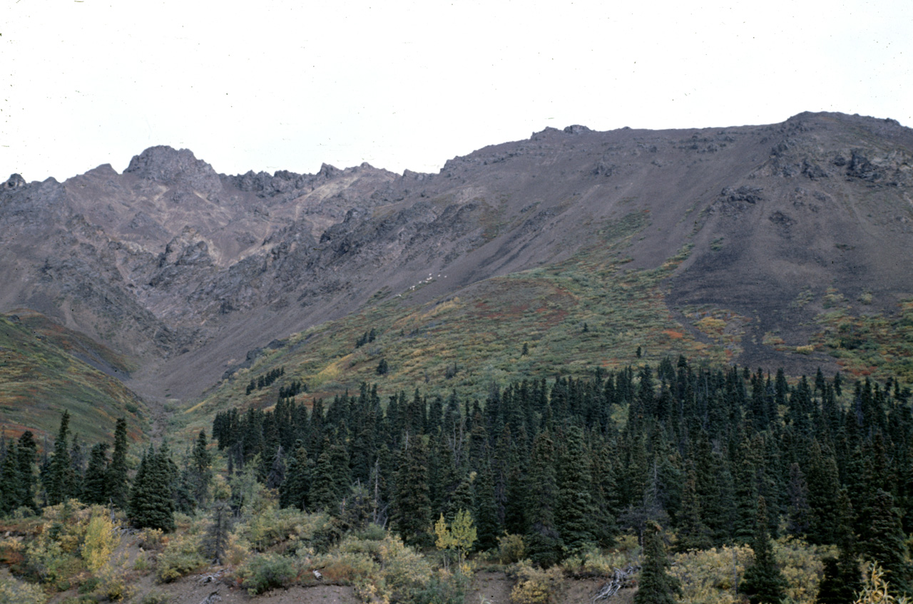 72-09-01, 085, Mt Goats, Mt McKinley Park, Alaska