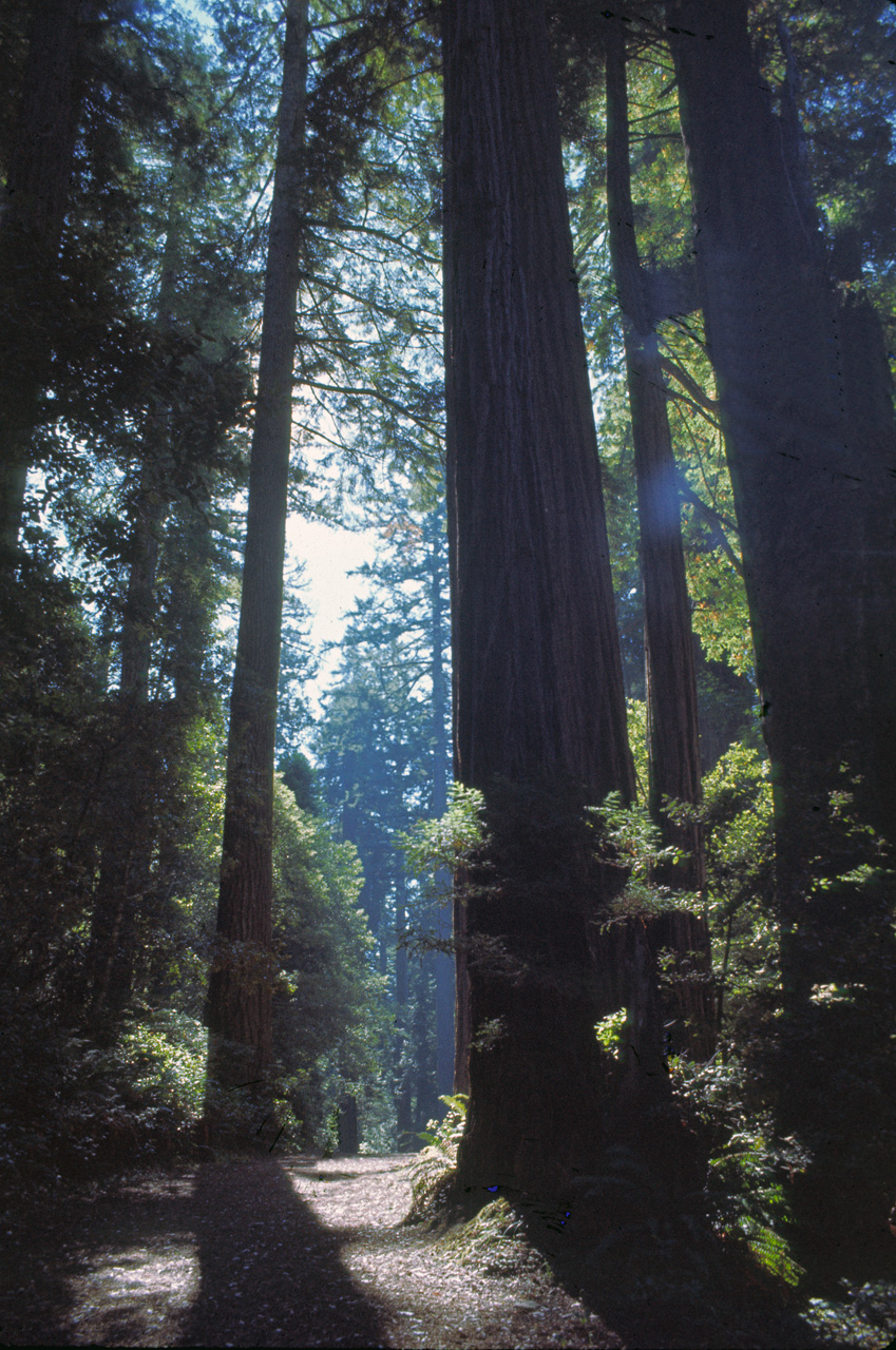 72-10-01, 008, Redwood Forest, California
