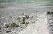 74-06-08, 16, Wild Horses off Rt 44, Utah