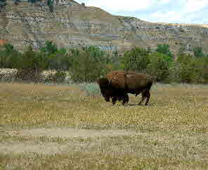 2008-07-17, 217, Theodore Roosevelt National Park, South, North Datoka