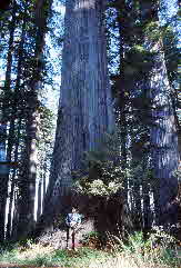 72-10-01, 009, Redwood Forest, California1