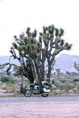 72-10-01, 127, Joshua Tree National Monument, California1